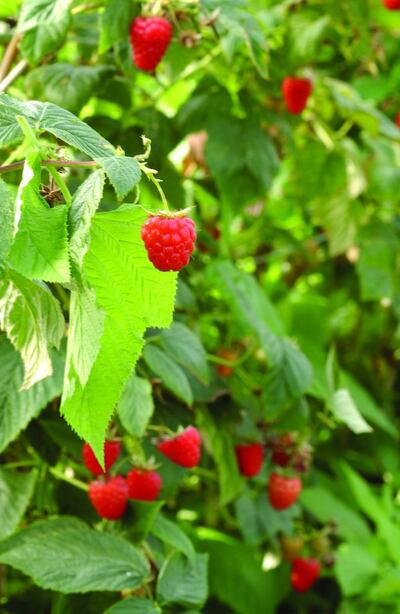 Summer-fruiting raspberries that have finished cropping need to be pruned immediately. Photograph: British Berry Growers/PA