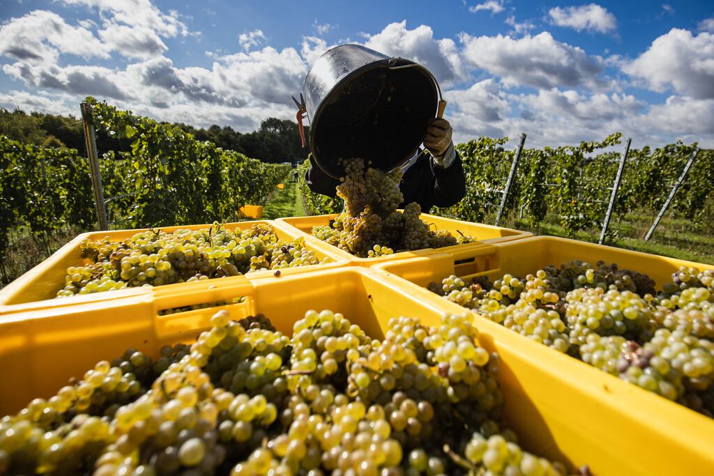 A grape-picker unloads harvested Chardonnay grapes for wine in a vineyard in Quiery-la-Motte, northern France. Photograph: Sameer al-Doumy/AFP/Getty