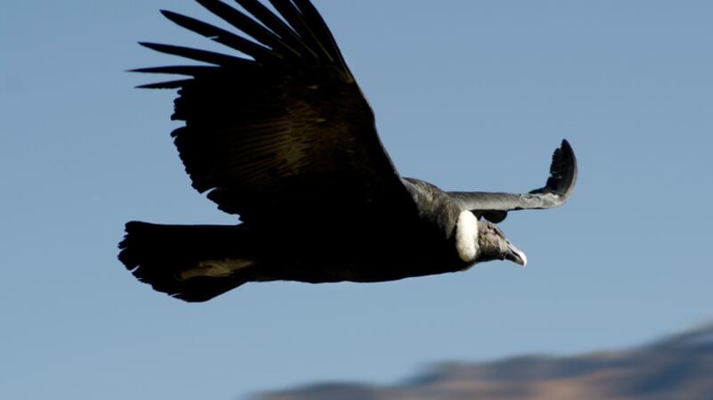Flying adult condor with black body and a white ruff. Taken in Culca canyon, andean highlands, Peru