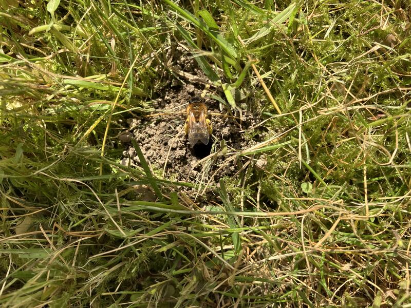 Female buffish mining bee