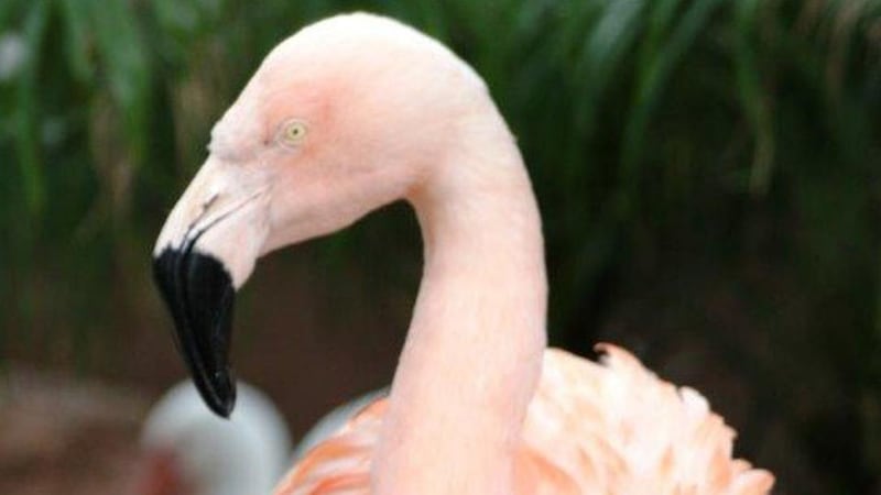 Pinky, a flamingo at Busch Gardens theme park in Florida. Photograph: AP