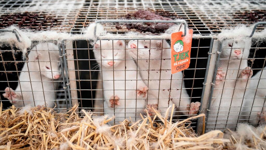 The outbreak on Danish farms has shut down mink farming until at least 2022. Denmark ordered the slaughter of up to 17 million mink in early November. Photograph: Mads Claus Rasmussen/AFP via Getty Images