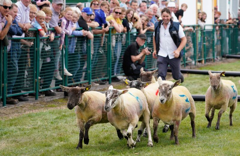Each year, organisers debut a new event. This year, it is sheep racing. Photograph: Barry Cronin