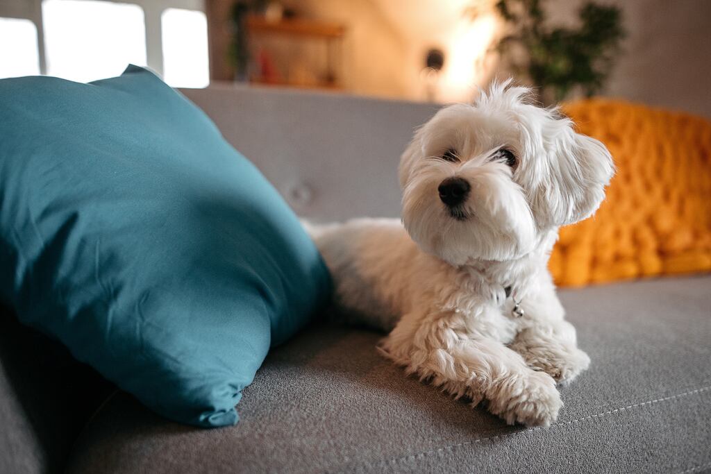 Dedicate a cosy corner for your pet’s bed or crate and ensure they have a private space to retreat to. Photograph: iStock
