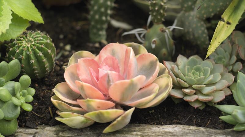 Photograph: Richard Johnston