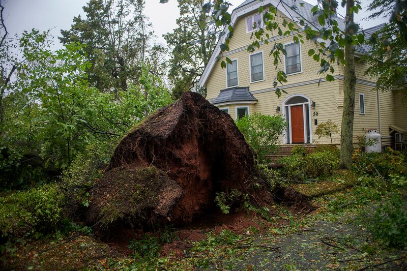A tree lies uprooted hear Charlottetown, Prince Edward Island. Photograph: Brian McInnis/The Canadian Press via AP