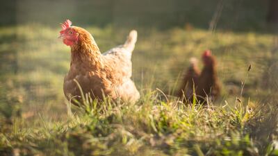 A box of ‘Organic Irish’ eggs from Lidl’s Connell Farm brand has the text ‘freshly laid by hens with freedom to roam freely on organic pastures’