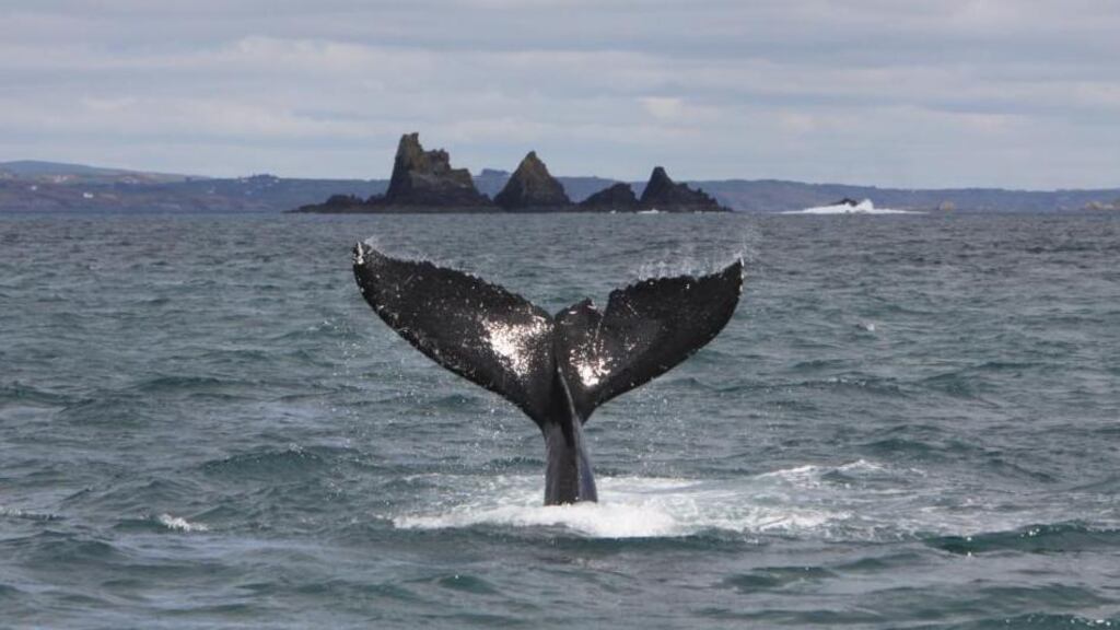 A humpback whale with The Stags in the background in west Cork. Whales identified in Irish waters were traced to Norway and Iceland. Photograph: Pádraig Whooley
