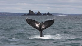 Irish researchers track humpback whale migratory path