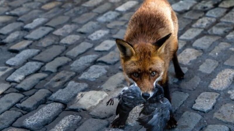 Sam the fox having its breakfast on Friday. Photograph: Paul Lanigan