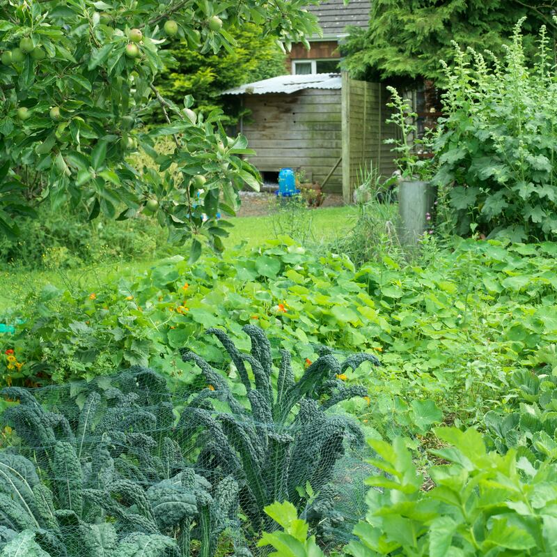 Cavolo Nero kale. Photograph: Richard Johnston