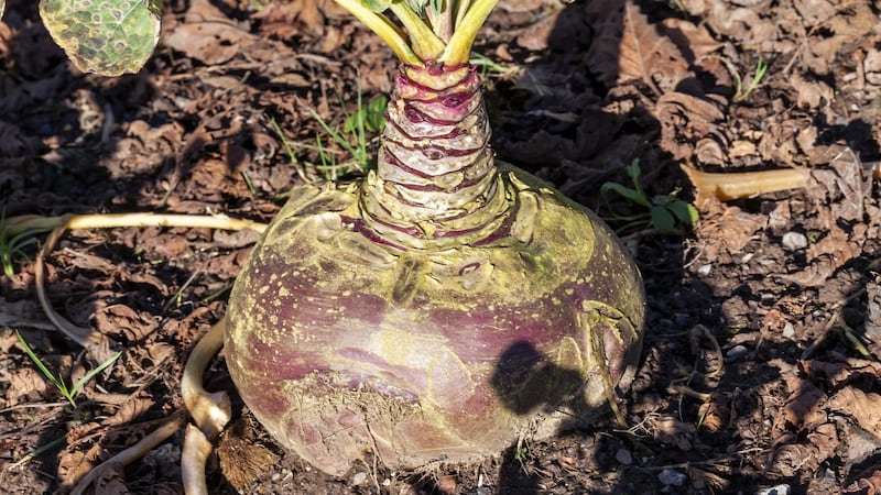 Mid-April is a good time to sow Swede seeds. Photograph: Getty