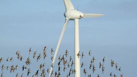 A clash between birds and green energy