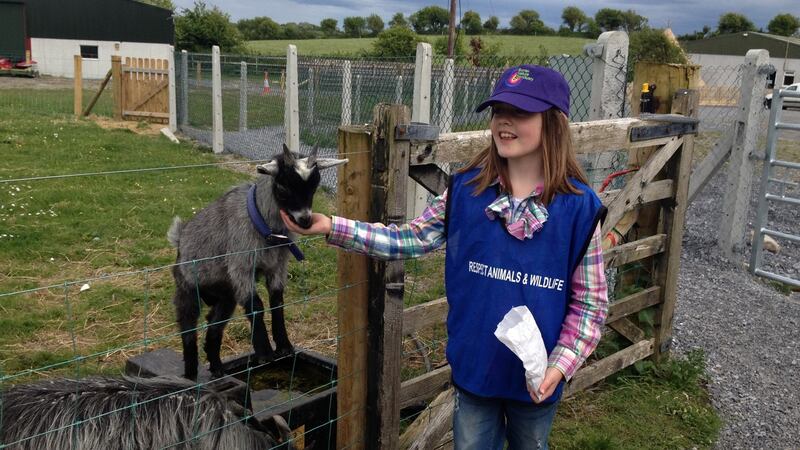 Feeding goats at the Burren Nature Sanctuary
