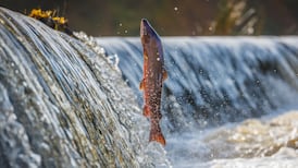 Seeing fish trying to jump a weir isn’t impressive – it’s tragic