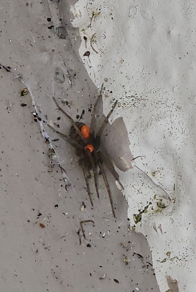 House spider. Photograph supplied by Katrina Collins