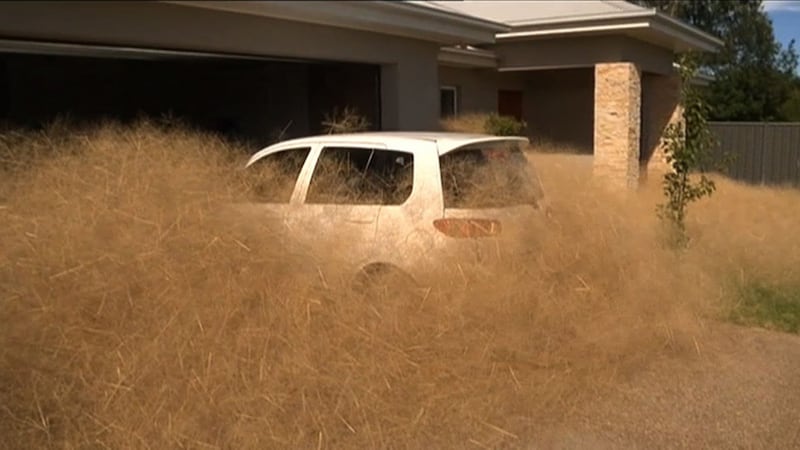 A car surrounded by hairy panic outside a home in the town of Wangaratta. Photograph: AFP/Getty Images