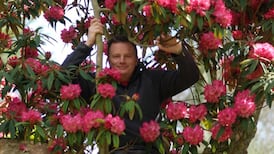 High in the Himalayas, an Irish plant-hunter’s paradise