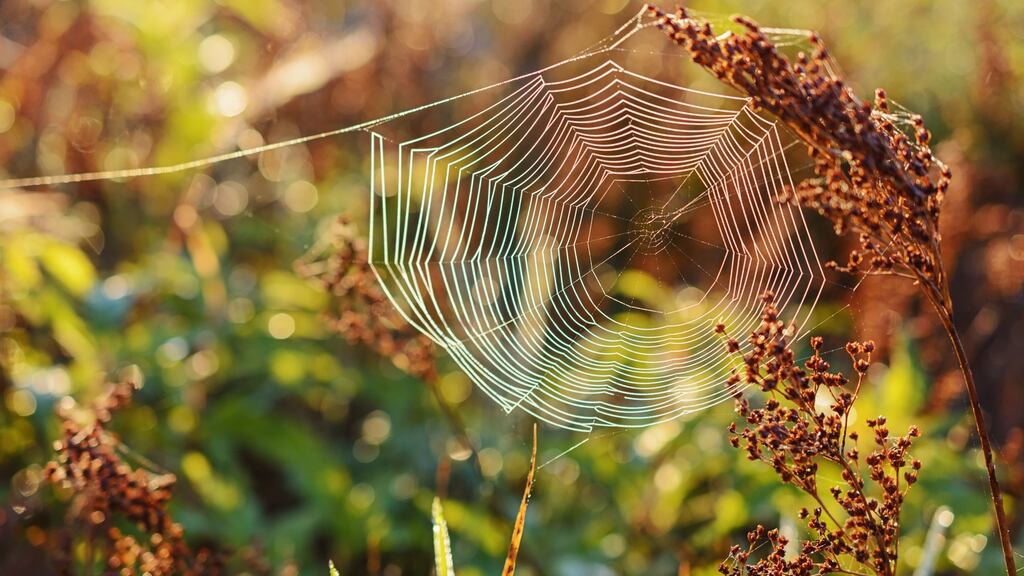 Spider’s web was used to stop bleeding in various cultures, including Ireland, for thousands of years. We now know that spider’s webs are high in vitamin K, which helps to clot blood. Photograph: iStock