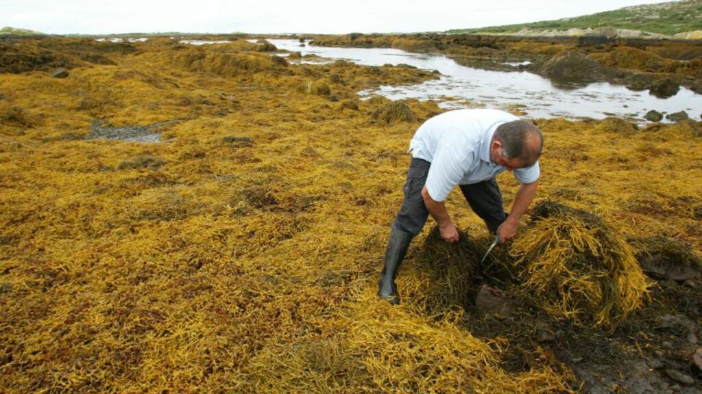Harvesting seaweed on the west coast near Carna, Co Galway. Photograph:  Joe O’Shaughnessy