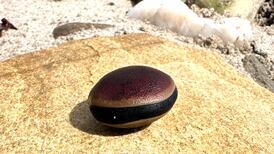 Is it a seed, a shell or a chocolate macaron?