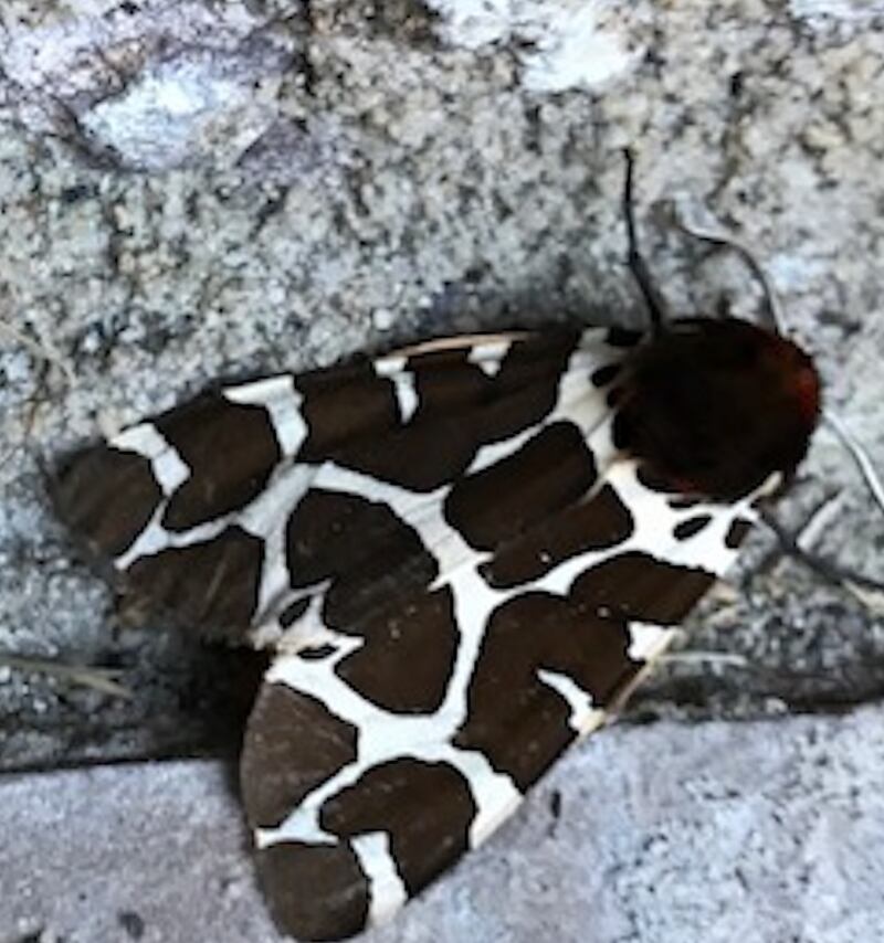 garden tiger moth