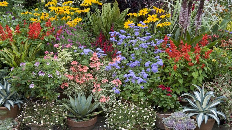Nothing beats a collection of well-potted plants. Photograph: Getty Images