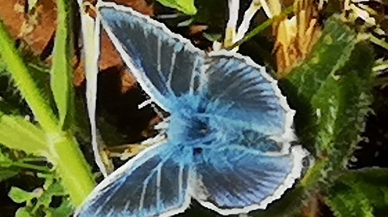 Holly blue butterfly