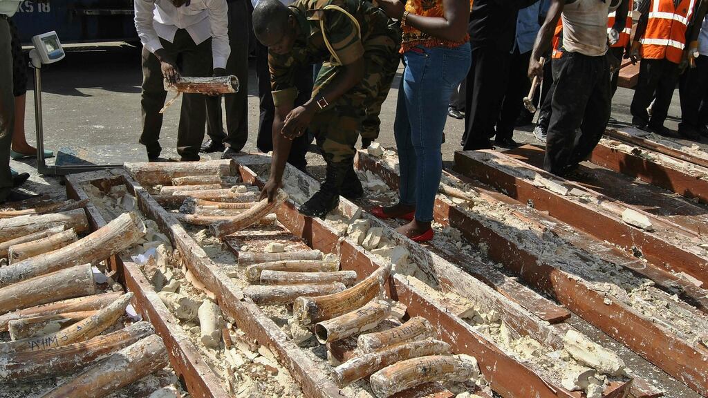 Officials inspect elephant tusks after boxes were seized at the commercial port of Mombasa. The consignment, in two containers en route to Cambodia, was tracked down by a multi-agency team involving Interpol and Kenya Revenue Authority officers. Photograph: AFP/Getty Images