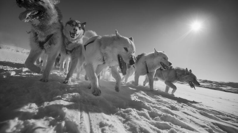 Sledge dogs. Photograph: Carsten Egevang/Qimmeq