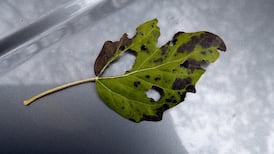 Thinking Anew – ‘We have this treasure in earthen vessels’