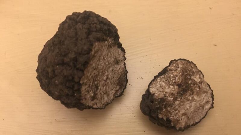 Eyes on nature: the truffle that Charles Carroll found while digging out a tree in his garden