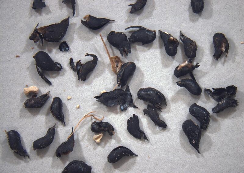 Ancient ditch grass seeds that were used to date footprints at White Sands National Park in New Mexico. Photograph: David Bustos /  The New York Times