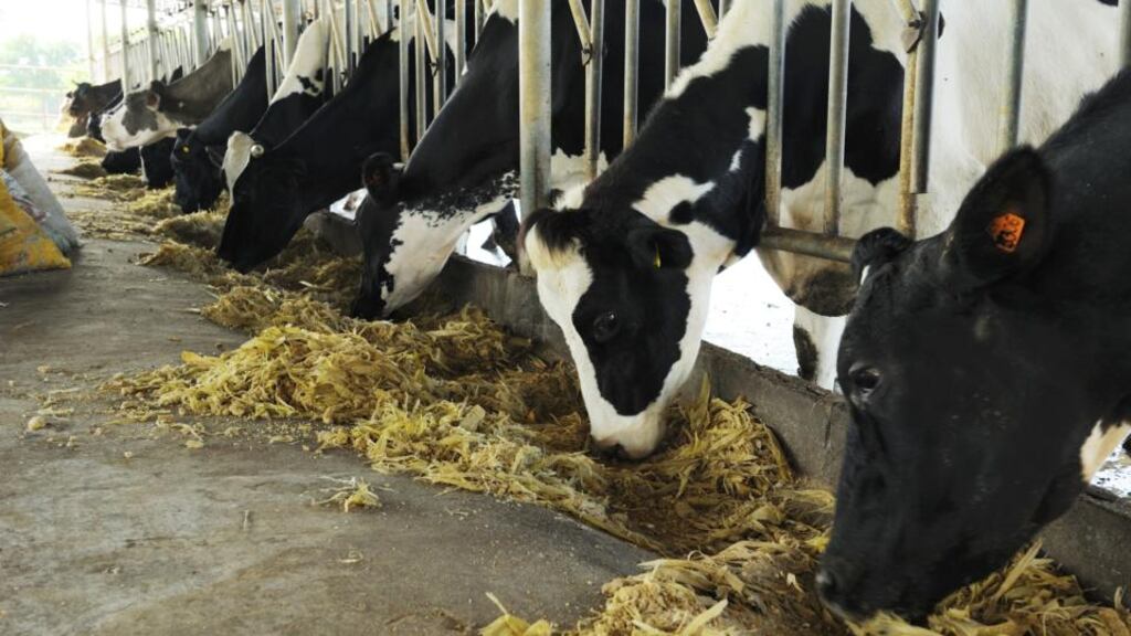 Getting the recipe right in the feeding pens brings results: 10 per cent more milk produced, 10 per cent less food needed; a roughly similar reduction in the amount of methane coming from each cow
