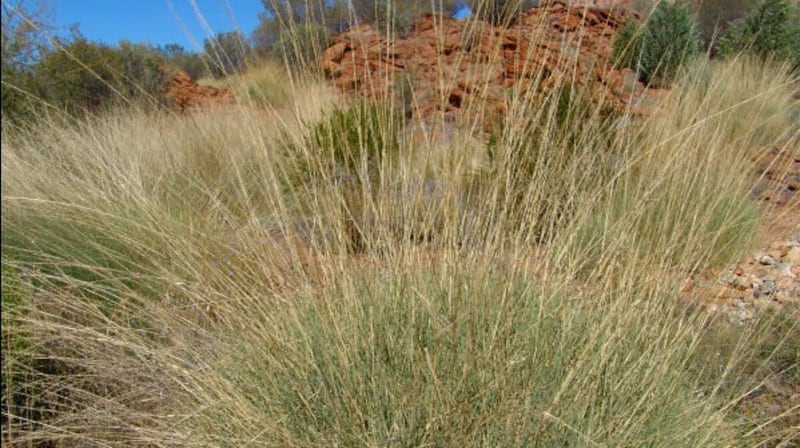 The condoms were made in  Queensland using fibres from the spinifex plant.