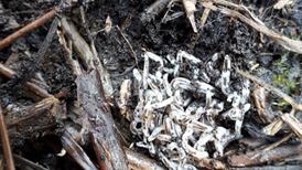 Can you indentify these worms? Readers’ nature queries