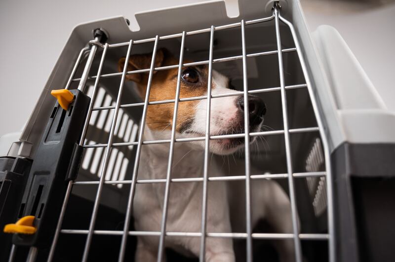 Noeleen 'needed a crate urgently' to rehome a dog. Photograph: iStock