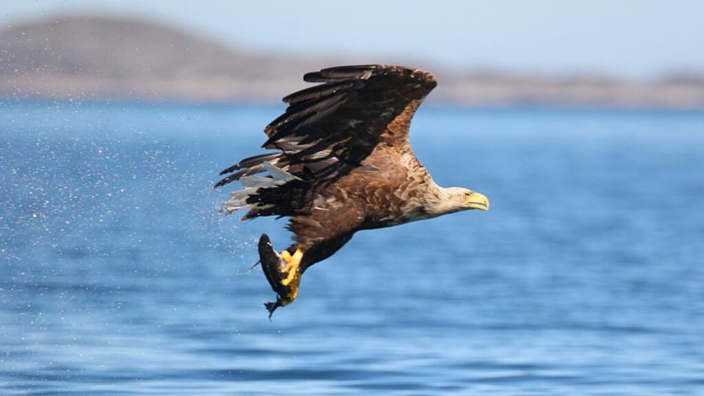 An adult white-tailed eagle catches a fish to feed her chicks. Photograph: Valerie O’Sullivan