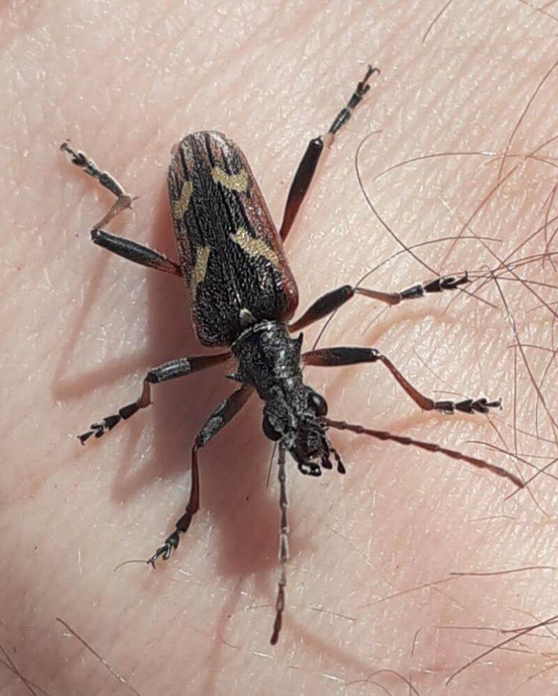 Two-banded longhorn beetle