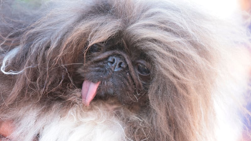 World’s Ugliest Dog contest: Eight-year-old Pekinese Wild Thang claims title