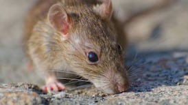 Direct provision residents in Sligo complain of ârat infestationâ