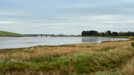 Let it flood: an Irish wetland experiment