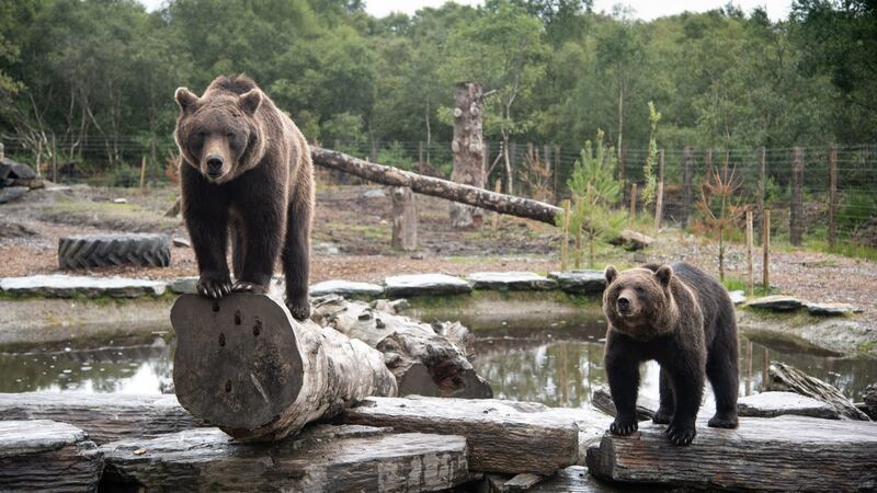 Wild bears in the Wild Ireland Sanctuary in Burnfoot, Co Donegal. Photograph: Joe Dunne