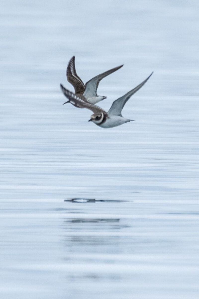 Ringed plovers