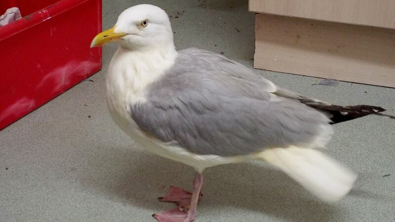 The seagull after being cleaned up following plunging into a vat of chicken tikka masala. Photograph: Vale Wildlife Hospital/PA