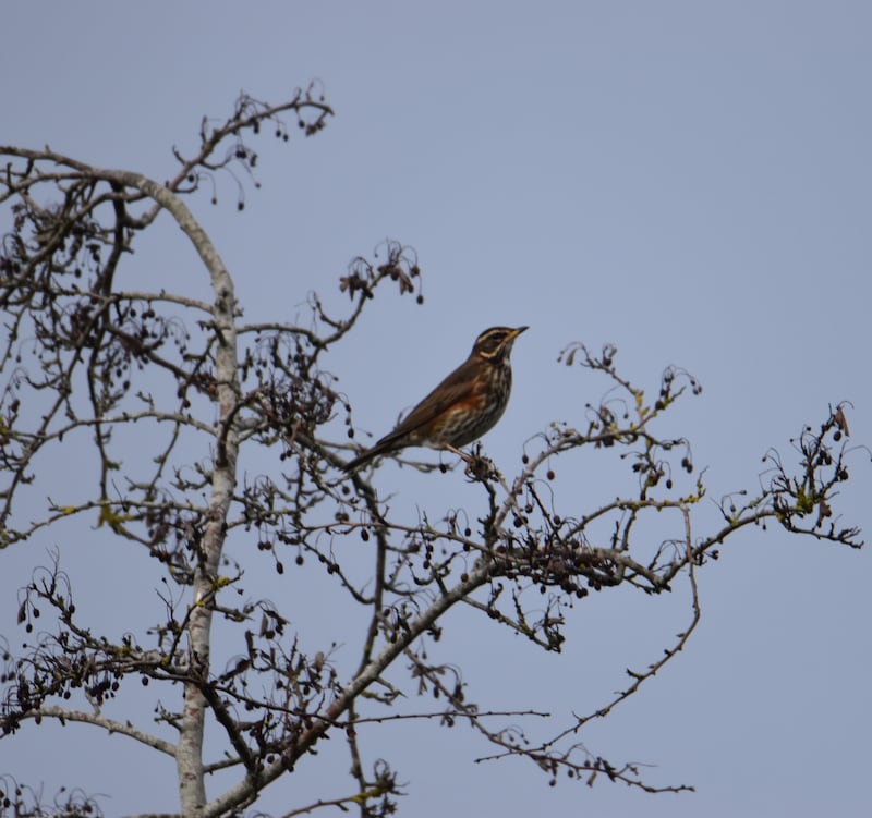 Redwing. Photograph: Marty McDonald
