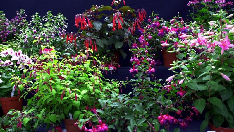 Fuchsia: a good time to prune. Photograph: Cyril Byrne