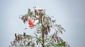 Forming new relationships with non-human intelligence