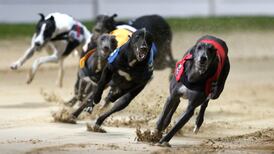 Greyhound racing needs culture change to address dog cruelty