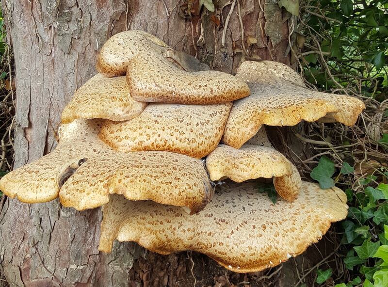 Eyes on nature: the Dryad’s saddle bracket fungus that Brendan Crowe saw on a sycamore at Skerries Golf Club